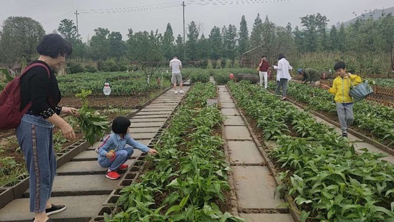 小型农业项目生产厂家推荐