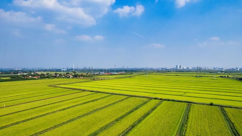 设施农业技术：构建高效农业的未来
