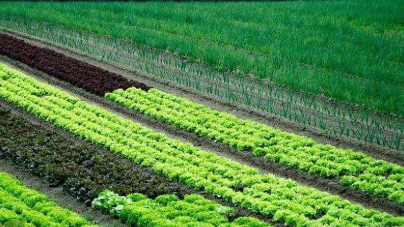 农业种植设备：如何选择性价比高的解决方案**