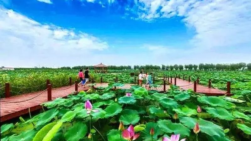 农业产业园种植品种代理：如何选择与合作的智慧**