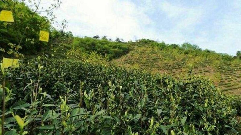 生鲜果蔬配送加盟代理价格