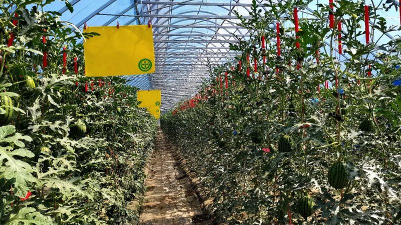 高端玻璃温室大棚：农业现代化的关键设施