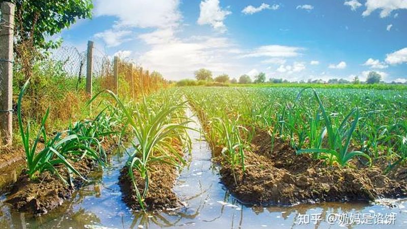 农机合作社分红模式的选择与考量**